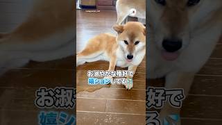 お淑やかな格好で嬉ションしてる💦｜PECO