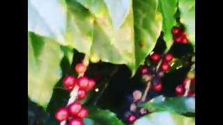 Brazil Planalto Estate - Coffee Cherry Harvest