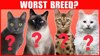 Worst Cat Breeds for First Time Owners