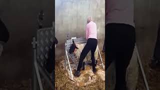 ¡Mira Este Método INNOVADOR de Esquilar Ovejas!