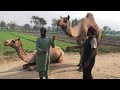 Beautiful Camel Video 