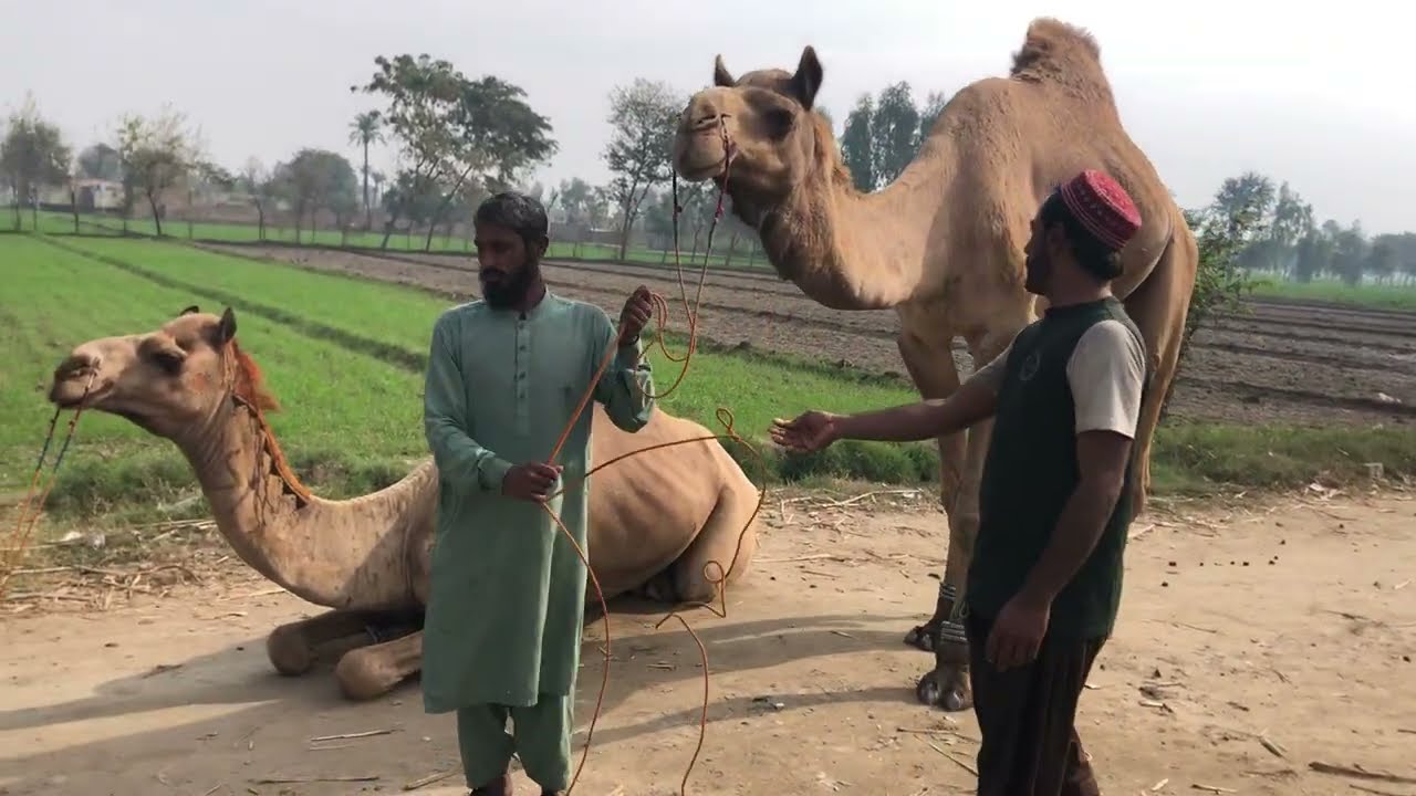 Beautiful camel breeding time😧😧 | الإبل يجتمع وقت القفز بالهجوم