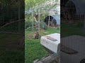 The Grand Reveal: Peacock and Golden Pheasants!