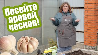 Сажаем ЧЕСНОК ВЕСНОЙ! Как подготовить грядку и когда сеять яровой чеснок