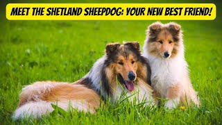 Meet the Shetland Sheepdog #shetlandsheepdog #dogs #animals