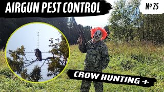 картинка: Air Gun Pest Control №25. Охота на чайку и ворону. Crow Hunting 2023. Кроухантинг. Jack Hunter.