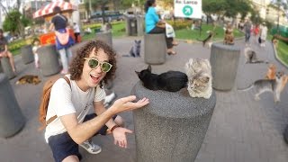 UN PARQUE LLENO DE GATOS!