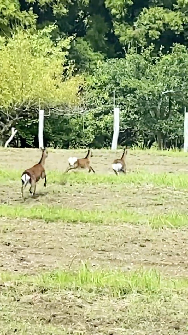 The sika deer run away 逃げるニホンジカ - YouTube