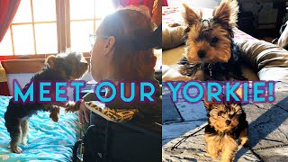 Meet Madelyn, Our Sweet Yorkshire Terrier! | Cute Dog Videos