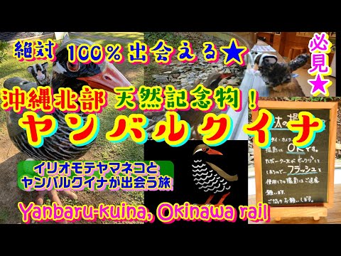 ヤンバルクイナに出会える場所，教えます❤クー太くん❤沖縄ドライブ，国道58号線ドライブの参考に☆イリオモテヤマネコがヤンバルクイナに出会う旅♡天然記念物★沖縄北部→世界遺産やんばるの森→クイナの森☆