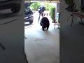 野生のクマと遭遇した瞬間