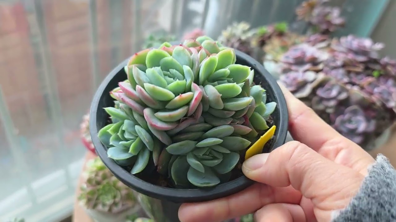 꽉꽉 밀어넣고 올려놓게 생긴 다육베란다~