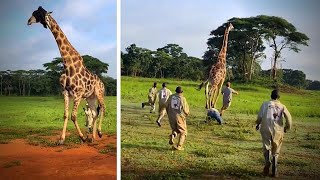 Incredible Giraffe Rescue Caught On Camera