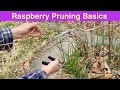 Raspberry Pruning Basics | Spring Raspberry Pruning | Rubus idaeus