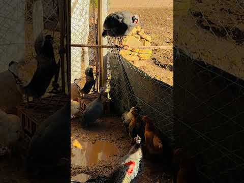 يعتبر طائر الحجل من احسن الطيور بالنسبه الراغبين في الاكل يبقى هو الاكله المفضله متبوعا بطائر كنار