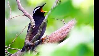 Siberian Thrush Calls: Unique Songs Without Mimicry Explained