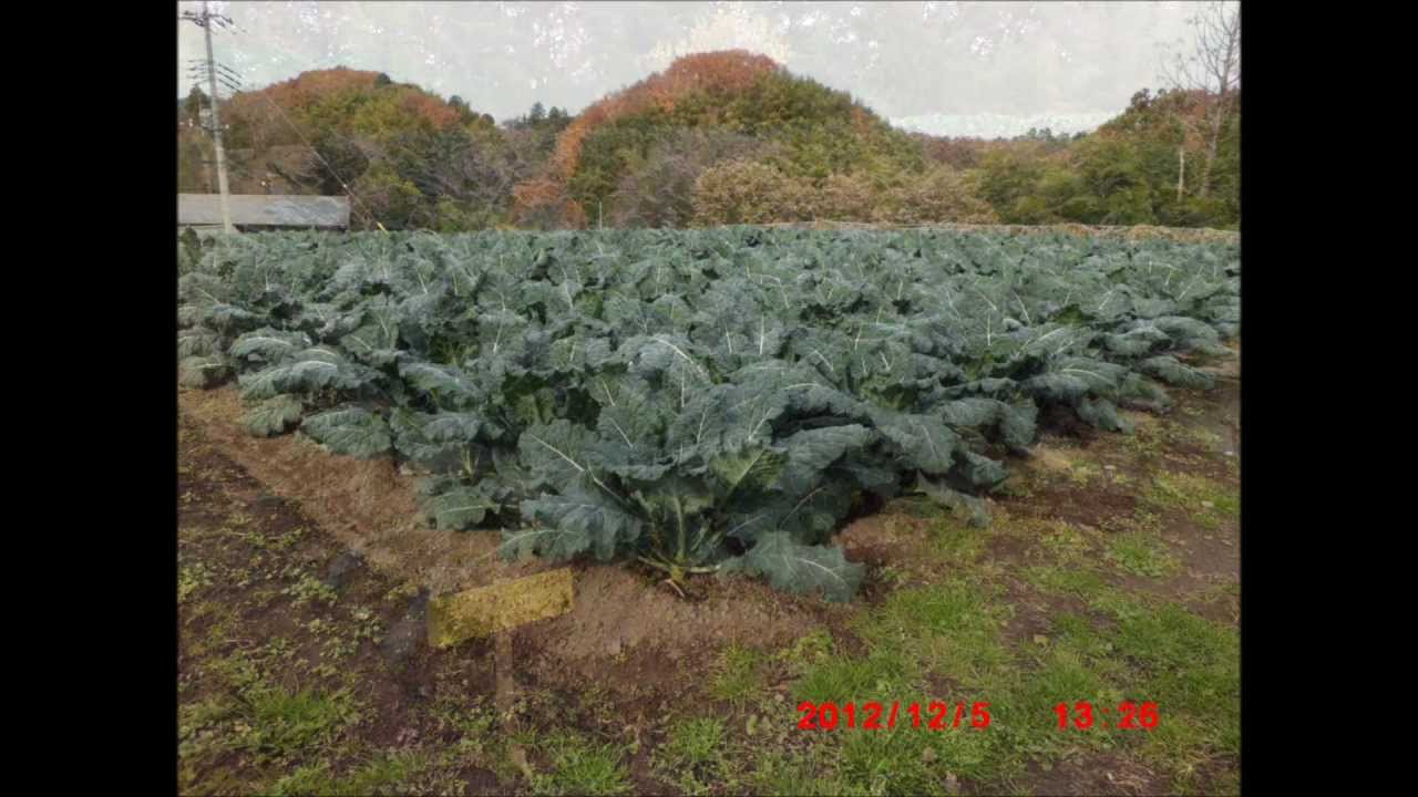 野菜 アレッタ