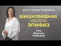 Шишковидная железа | Роль, функции, проблемы