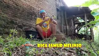 RICA JAMUR MELINJO | JEJAK SI GUNDUL (17/01/22)