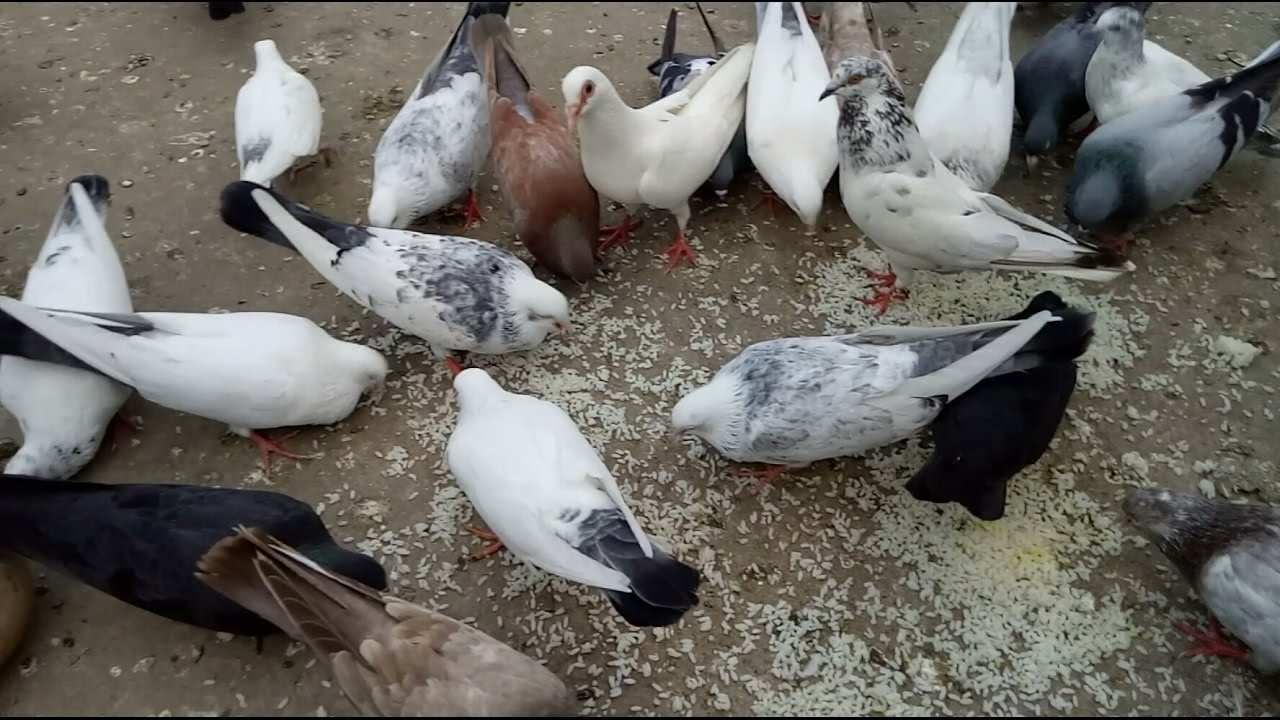 HIGH FLYING PIGEONS EATING RICE YouTube