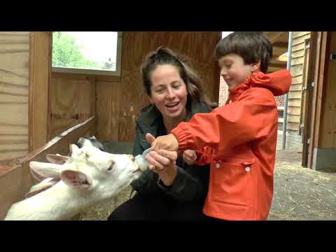 Video: Hebben geiten hobbels nodig?