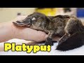 What is a platypus 10 facts about the platypus