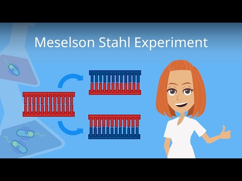 Video: Wie funktioniert die Dichtegradientenzentrifugation?