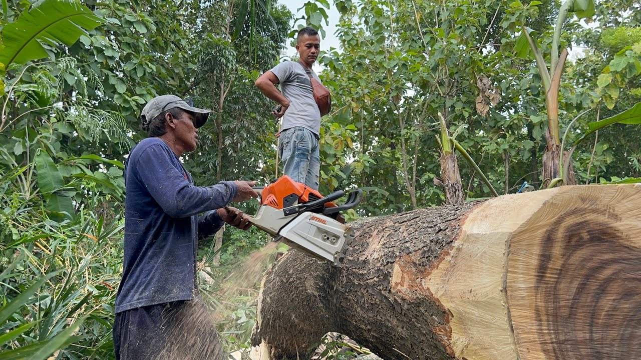 Fastest skill cutting down huge tree with strongest chainsaw ‼️ - YouTube