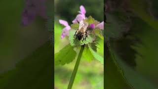 Önemli Olan Görmek Sanki