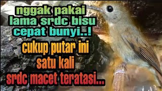 Download Lagu terapi srdc malam hari biar cepat bunyi, terapi srdc pagi hari, pancingan srdc biar bunyi,srdc gacor MP3