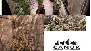 Beginning growing harvest and reset
