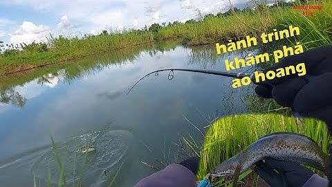Lure cá lóc mùa mưa bão.tranh thủ buổi chiều tạnh mưa.