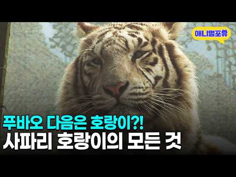 용맹한 얼굴에 의외로 귀여운 행동🐯 호랑이의 모든 것ㅣKBS 설특집 2010 호랑이가 돌아왔다 100214 방송
