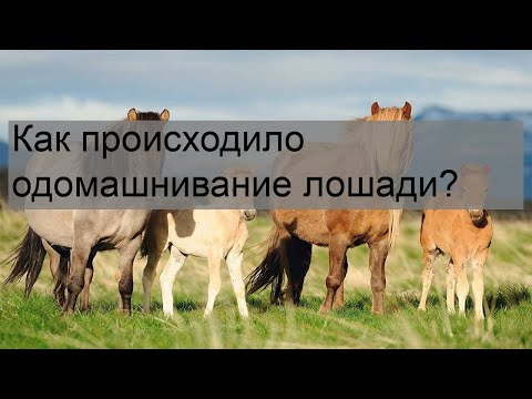 Как происходило одомашнивание лошади?