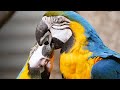 Amazing Parrot Video | Kids Lover |