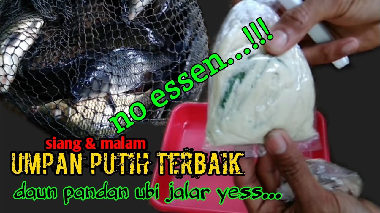 AWAS JANGAN PAKAI UMPAN PUTIH INI KARENA BISA BIKIN IRI TETANGGA LAPAK SEBELAH