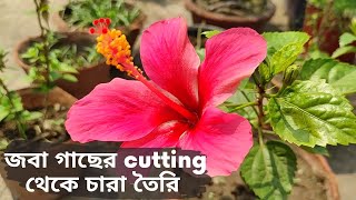 কিভাবে জবা গাছের চারা তৈরি করব | How to grow hibiscus from cuttings | Garden Tales