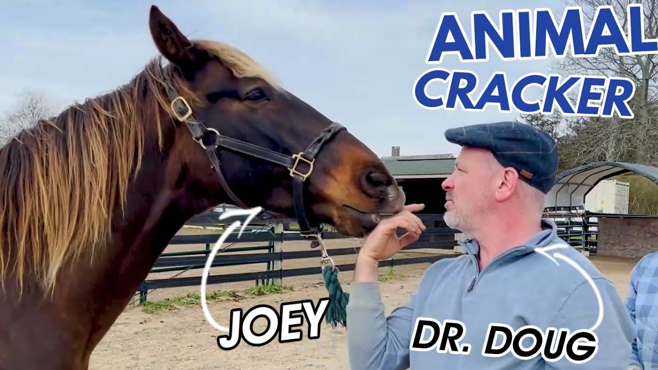 LOVABLE ROCKY MOUNTAIN HORSE GETS ADJUSTMENT 🐴 YouTube