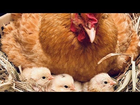 Vídeo: Como Preparar Uma Galinha Para Chocar Ovos