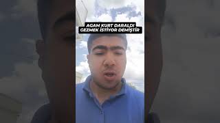 KURT DARALDI GEZMEK İSTİYOR