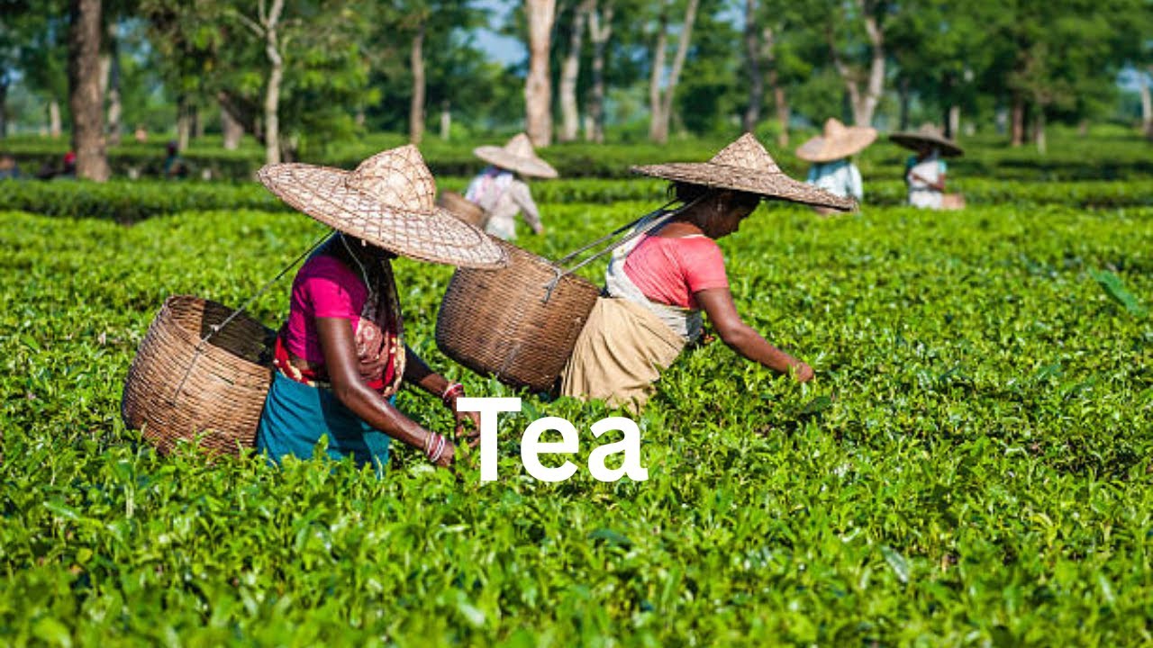 Tea I comosition I Leasaing I than imporve english