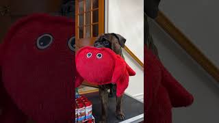 Bullmastiff Tonka Greets Me With His Crab. #dog #bullmastiff #bulldog #tonka #puppy #doglover #pets