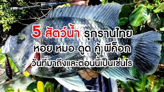 5 สัตว์น้ำรุกรานไทย หอย หมอ ดูด คู้ พีค็อก จุดเริ่มต้นและตอนนี้เป็นเช่นไร