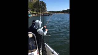 Striper #4 on lake hickory North Carolina.
