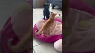 GATITOS #monada #bebes #gatitos #family #animales #animalesbebes #felinos #felinosgatitos #feliz