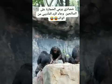 شمبانزي يرمري الحجارة على السائحين وجاء الرد التأديبي من الوالد خذ لك لفة بقناتي واضغط اشتراك