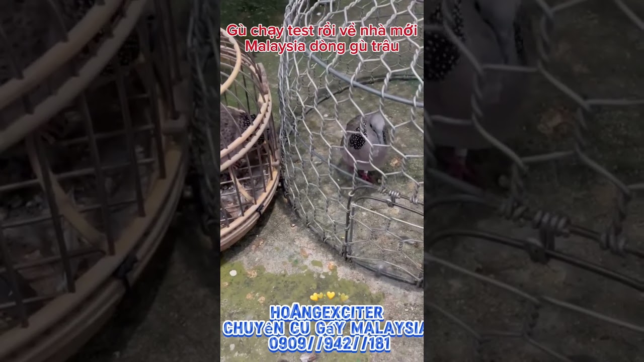 🏆🌟💥Cu gáy Malaysia. Dòng gù chạy. Nước gù trâu bò. Ae cần dòng Malaysia chất lượng lh HoangExciter 