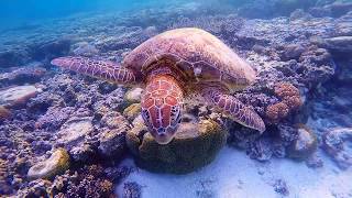 Lady Elliot Island - Some Of The Best Snorkelling In The World