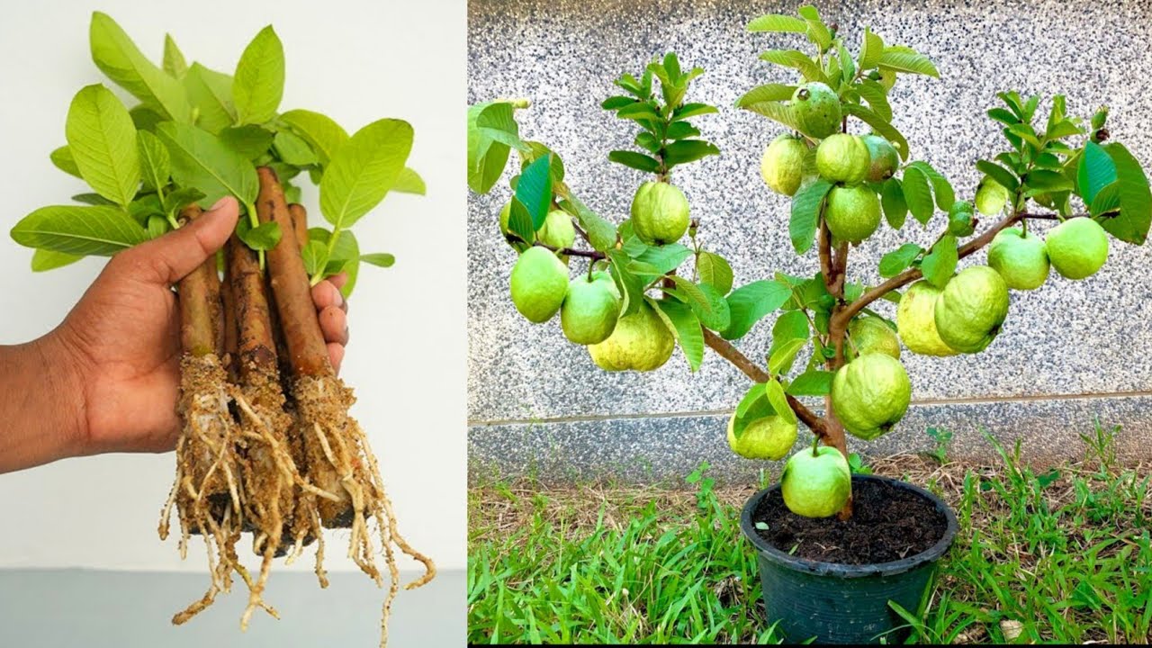 Grow Guava tree Cuttings using Aloe Vera Rooting hormone YouTube