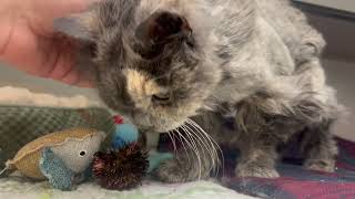 Rowan update - thank you to everyone who donated on Giving Tuesday